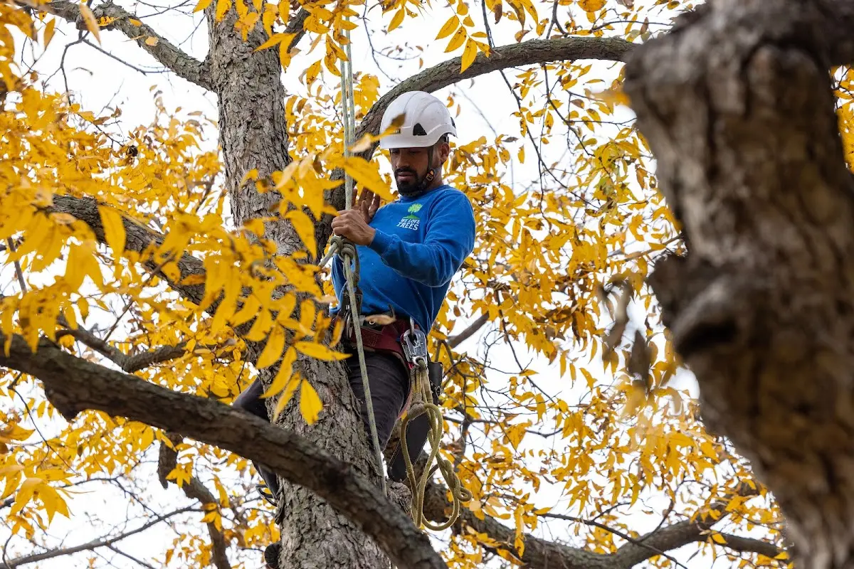 Skilled Tree Pruning crew working in Midway City